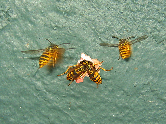 wasps11