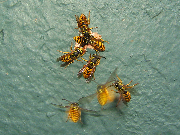 wasps6