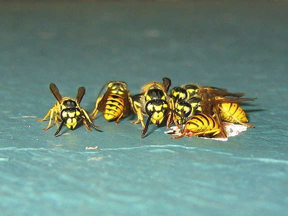 wasps7