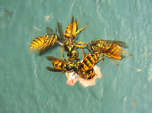 wasps8
