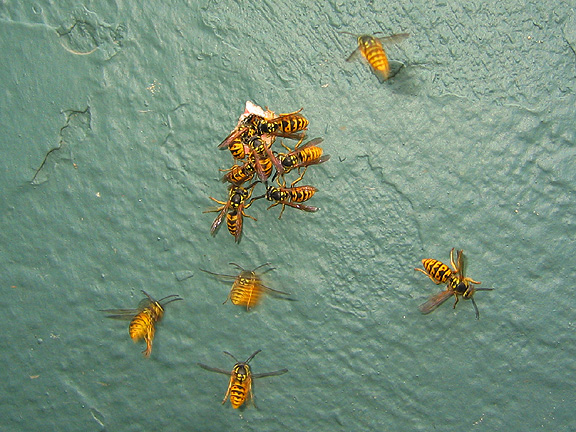 wasps_2994