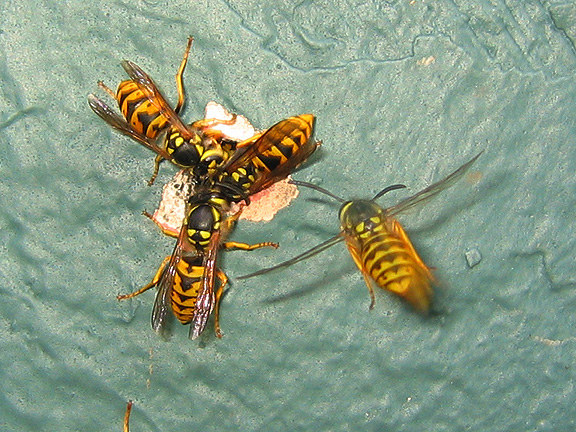 wasps_3006