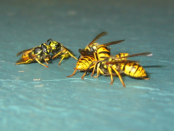 wasps_3019