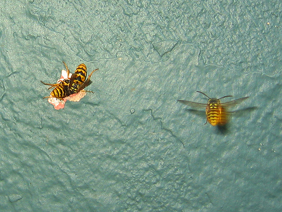 wasps_3077