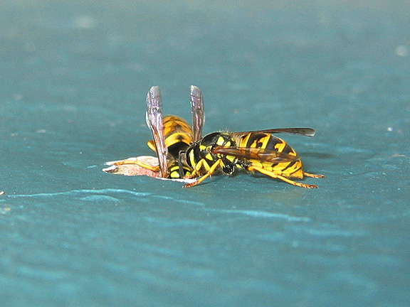 wasps_3117