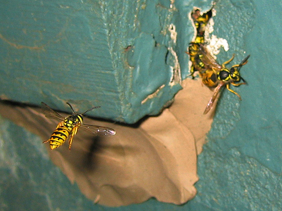 wasps_3172