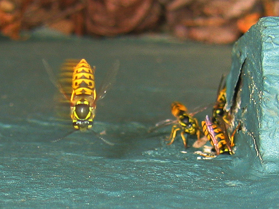 wasps_3239