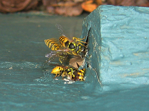 wasps_3244