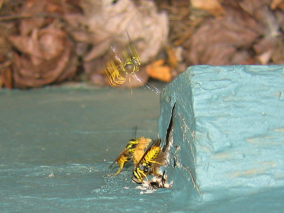wasps_3247