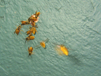 wasps