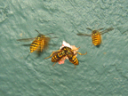 wasps11