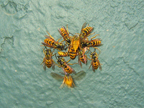 wasps2