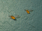 wasps3