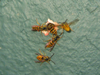 wasps4