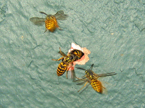 wasps5