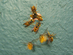 wasps6