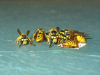 wasps7