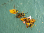 wasps9