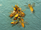 wasps_2946