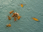 wasps_2955