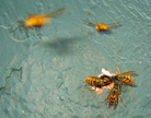 wasps_2958