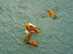 wasps_2963