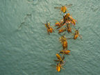 wasps_2983