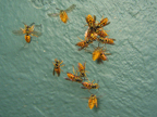 wasps_2988