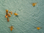 wasps_2993