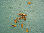 wasps_2996