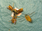 wasps_3006