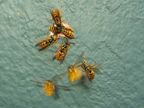 wasps_3012