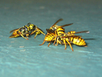 wasps_3019