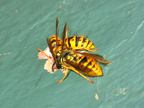 wasps_3024