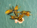 wasps_3025