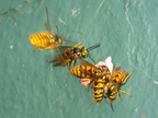 wasps_3026