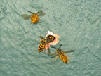 wasps_3059