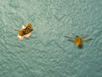 wasps_3077