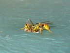 wasps_3112