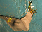 wasps_3172