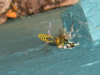 wasps_3228