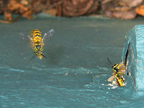wasps_3236a