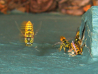 wasps_3239