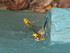 wasps_3240