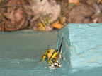 wasp_3177