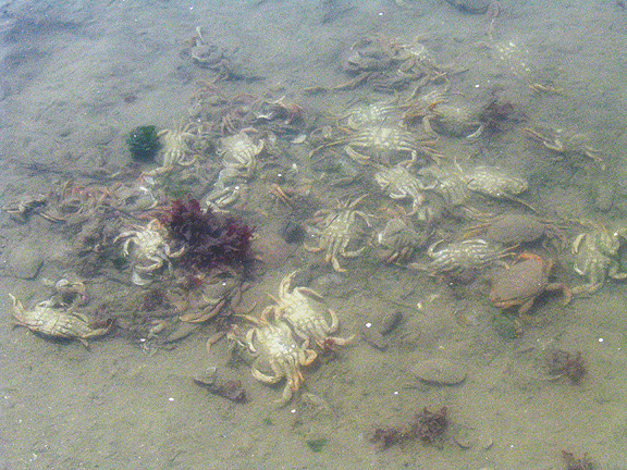 dead-crabs
