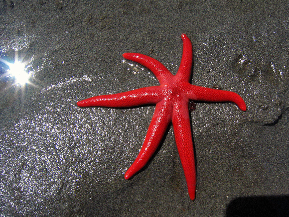 six-leg-blood-star.jpg