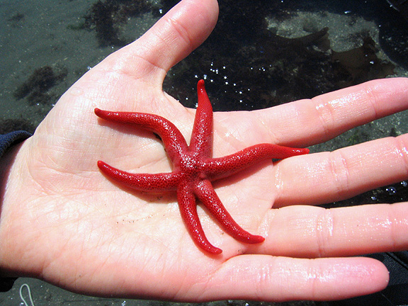 six-legs-blood-star