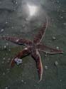 brown-sea-star