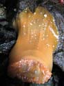 IMG_15 52